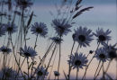 Daisies