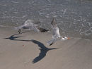 Fighter jet shadows