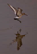 Godwit getaway