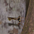 Wood wasp