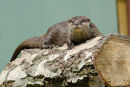 Asian Otter