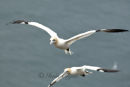 Gannets at Bempton Cliffs 2