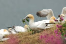Gannets at Bempton Cliffs