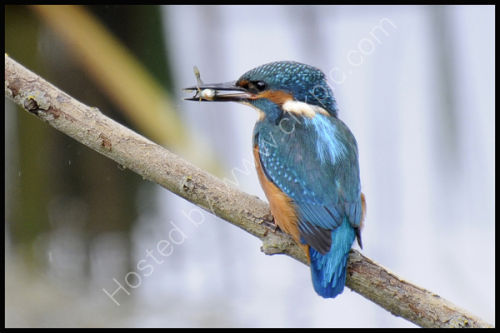 Juvenile kingfisher with fish