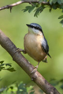 Nuthatch