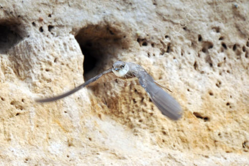 Sand martin 02