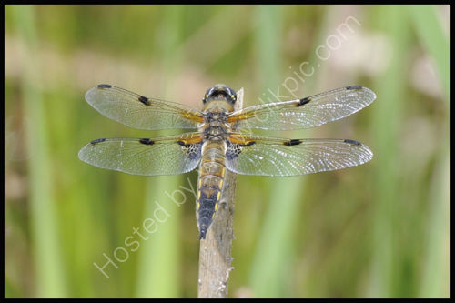 Four spot broad bodied chaser