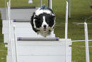 Dog Flyball