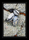 4257 Mussels and barnacles