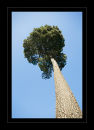 5526 Pinus pinaster