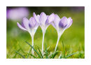 6181 Crocuses