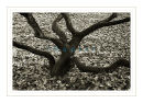 7022 Acer palmatum