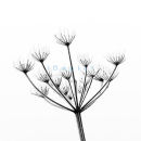 P1000059 Frosted umbel