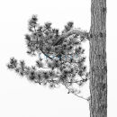 P1000205 Frost on pine