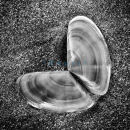 P1000739 Butterfly shell