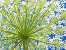 P1010077 Giant hogweed