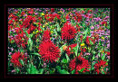 k157 Dahlia 'Alva's Doris' and Verbena bonariensis