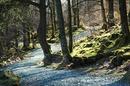 Forest Walk