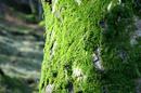 Nature's Detail