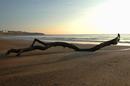 Wave Power