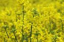 Rapeseed Field
