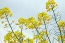 Rapeseed Flowers