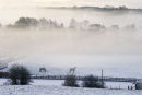 Misty Snowy Morning