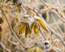 Frosty leaves