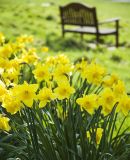 Spring daffodils