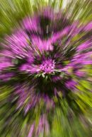 Zoomed flowers