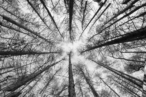 Tree Geometry