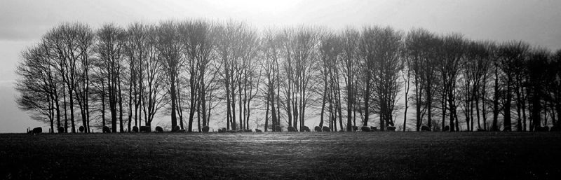 Tree-line, Oxfordshire