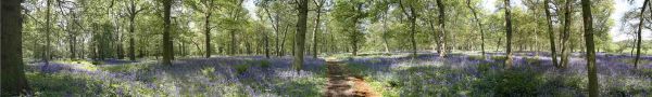 Bluebells Field, Oxfordshire 