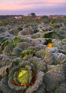 Autumn Crop
