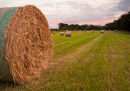 Bales of Hay Towards Corbiere