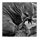 Cape Fur Seal