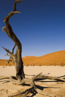 Deadvlei 2