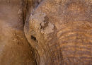 African Elephant Close-Up