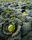 Autumn Savoy Cabbages