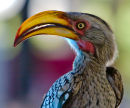 Southern Yellow-Billed Hornbill