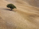 Lone Tree, Tuscany