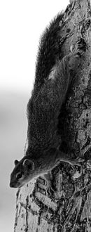 Namibian Tree Squirrel