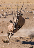 Oryx Chase