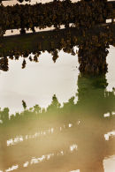Seaweed Reflections