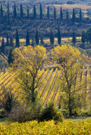 Shimmering in the Autumn Sunlight, Tuscany