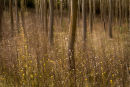 Silver Birch Wood 3