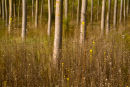 Silver Birch Wood 1