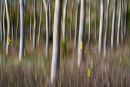 Siver Birch Wood 2