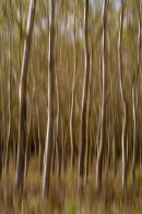 Silver Birch Wood 4, Tuscany