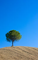 Solitary Tree, Tuscany